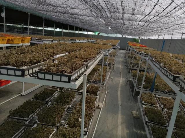 云南耘禾农业为金线莲种植保驾护航